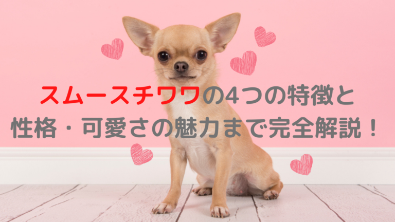スムースチワワの4つの特徴と性格 可愛さの魅力まで完全解説 株式会社わんこのおもい 小型犬専用日本製高級ドッグフード販売