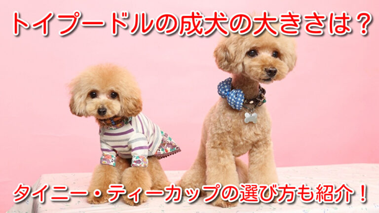 Ueno 株式会社わんこのおもい 小型犬専用日本製高級ドッグフード販売