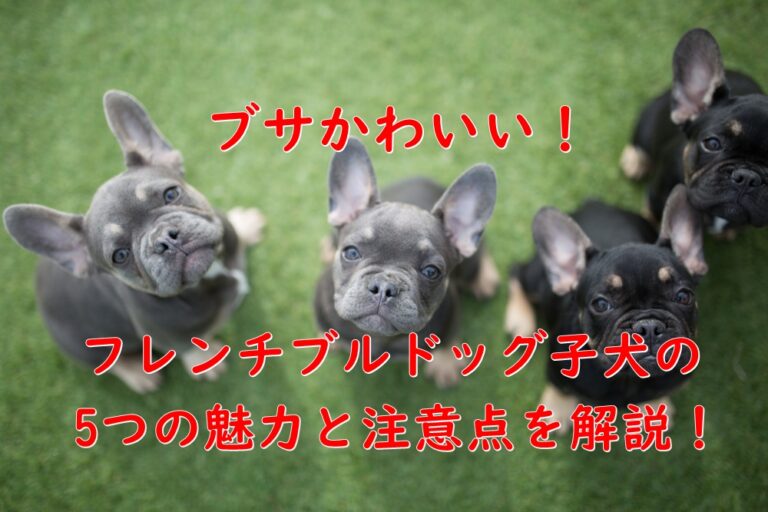 フレンチブルドッグ 株式会社わんこのおもい 小型犬専用日本製高級ドッグフード販売