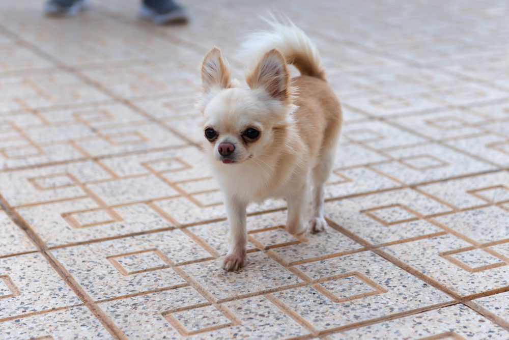 チワワの成犬の大きさは 成犬のチワワと暮らすために気をつけたい3つのこと 株式会社わんこのおもい 小型犬専用日本製高級ドッグフード販売