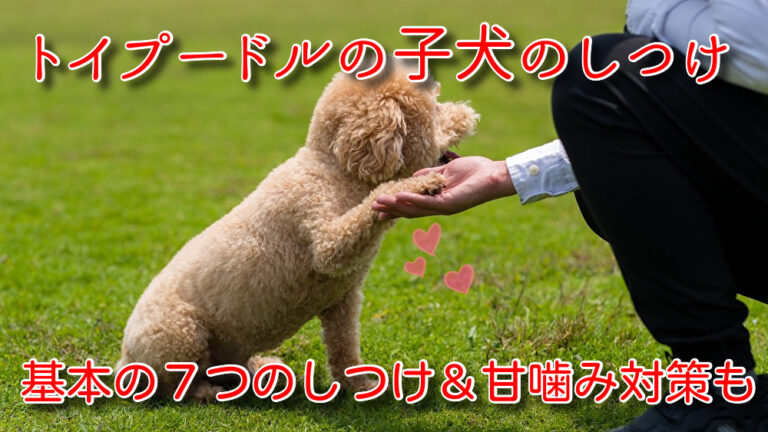 トイプードルが子犬のうちにしつけておきたい7つのこと 甘噛み対策も解説 株式会社わんこのおもい 小型犬専用日本製高級ドッグフード販売