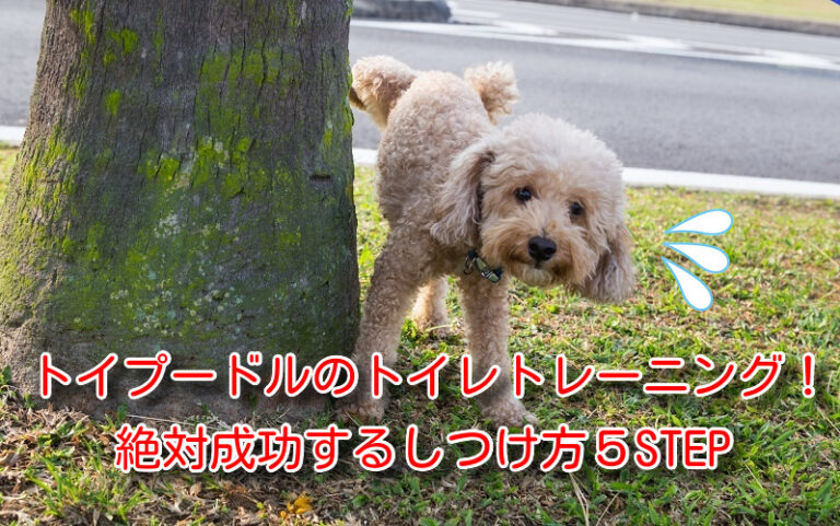 トイプードル 株式会社わんこのおもい 小型犬専用日本製高級ドッグフード販売