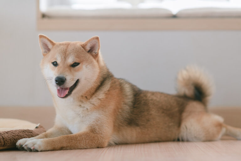 初心者必見】豆柴の飼い方をお迎え準備から用意するモノまで全解説