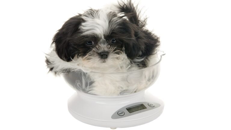 シーズーの成犬の体重はどのくらい？体重の変化や肥満予防について解説