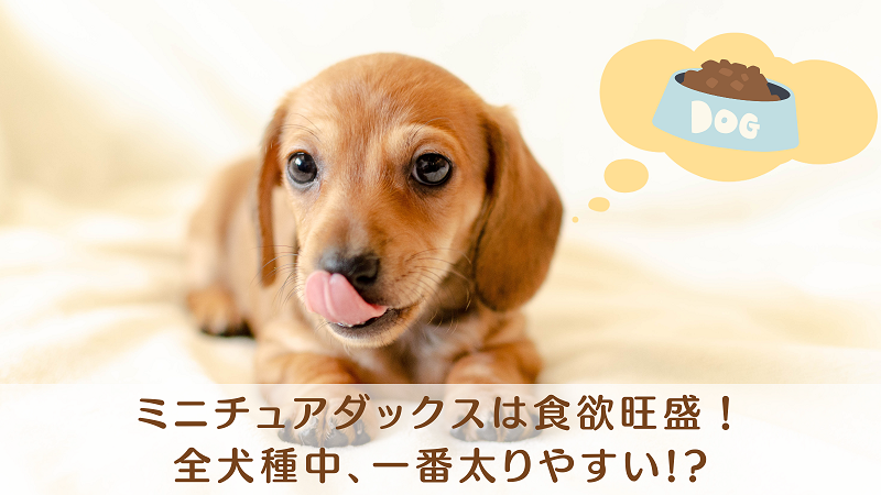 ミニチュアダックスフンドは食いしん坊で太りやすい犬種